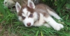 Cute-siberian-husky-puppies-for-sale-