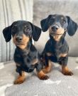 Health-and-playful-Dachshund-puppies
