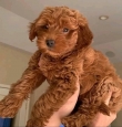 Beautiful-mini-golden-doodles-and-Cavapoo-puppies-for-adoption