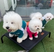 Playful-Bichon-frise-puppies