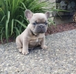 Ready-French-bulldog-puppies-for-rehoming