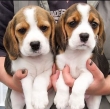 Beagle-puppies-for-rehoming