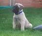 English-bull-mastiff-puppies-avelable